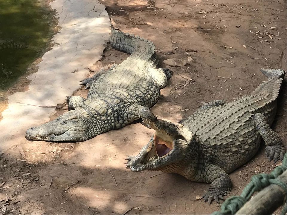 Photo of Cango Wildlife Ranch, Baron Van Reede Street, Oudtshoorn, South Africa by Anu(Magical_escapes101)