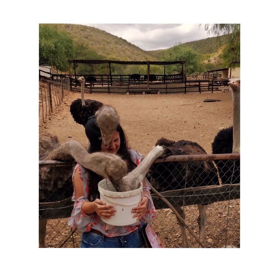 Photo of Cango Ostrich Farm, South Africa by Anu(Magical_escapes101)