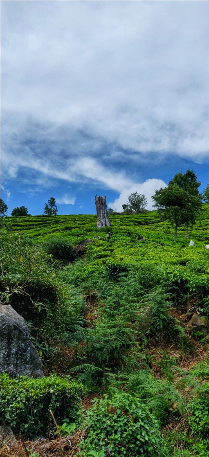 Photo of Kotagiri- Home to Nilgiri Mountains by Satyam Jain