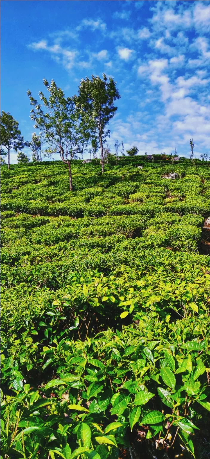Photo of Kotagiri, Tamil Nadu, India by Satyam Jain