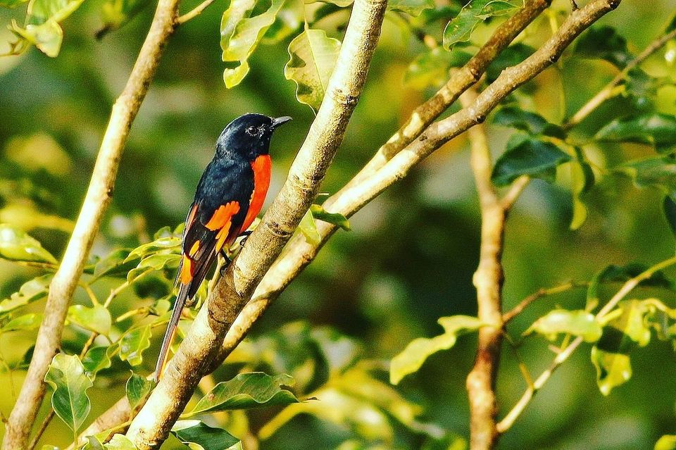 Photo of Wayanad, Kalpetta, Kerala, India by Tripanians