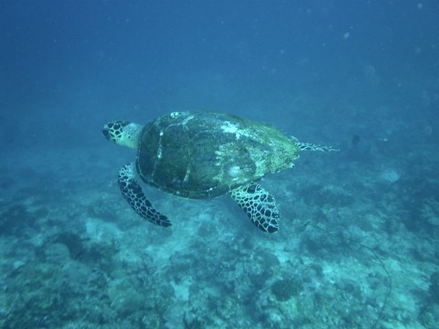 Photo of Budget Trip to Maldives! 12/14 by Gypsea Trip