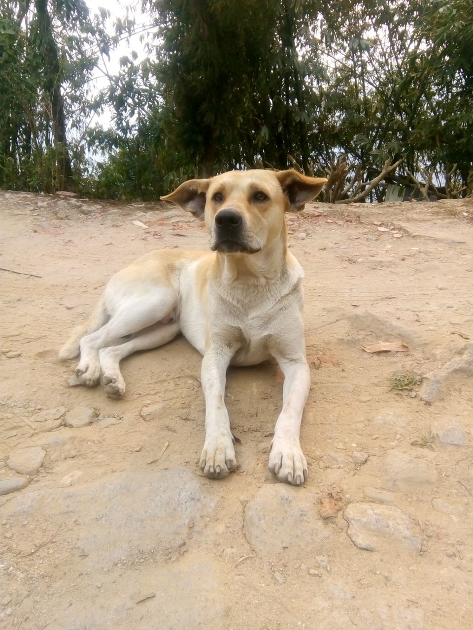 Photo of Two days in the arm of "Tranquil Tinchuley".. by Sayona Banerjee