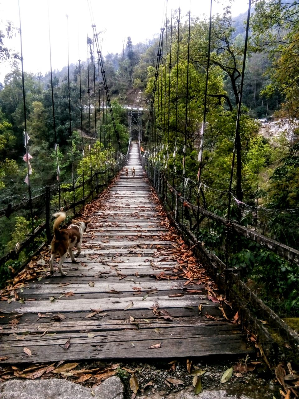 Photo of Two days in the arm of "Tranquil Tinchuley".. by Sayona Banerjee