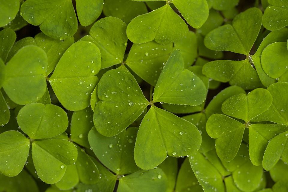 Photo of What Can Bring You a Good Luck 1/1 by Rachel Murray