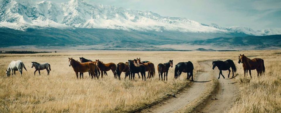 Photo of Go Back In Time In Mongolia by Rohan Shetty