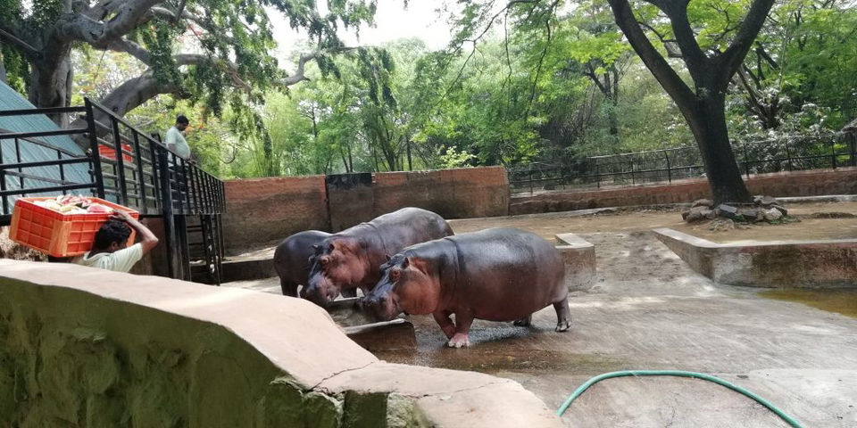 Photo of Jungle In The City Of Mysore by Shiva Kumar Bashetti