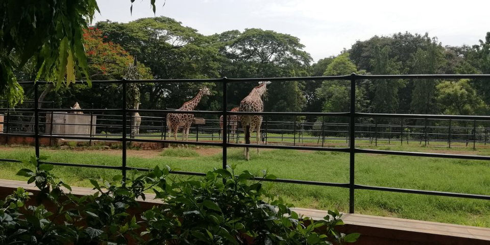 Photo of Jungle In The City Of Mysore by Shiva Kumar Bashetti