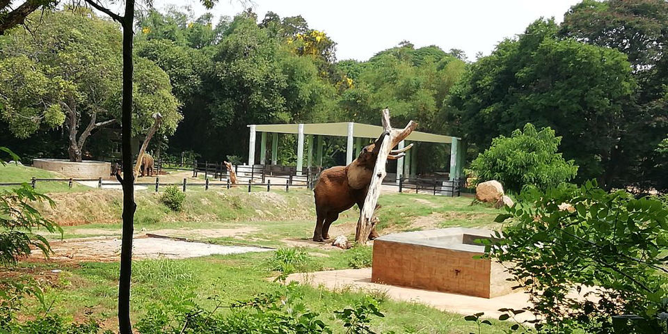 Photo of Jungle In The City Of Mysore by Shiva Kumar Bashetti