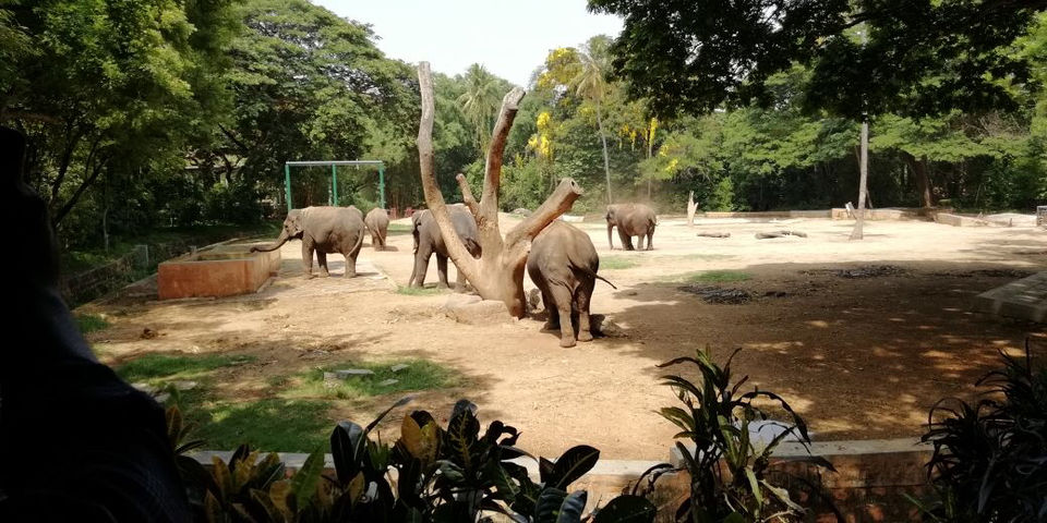 Photo of Jungle In The City Of Mysore by Shiva Kumar Bashetti
