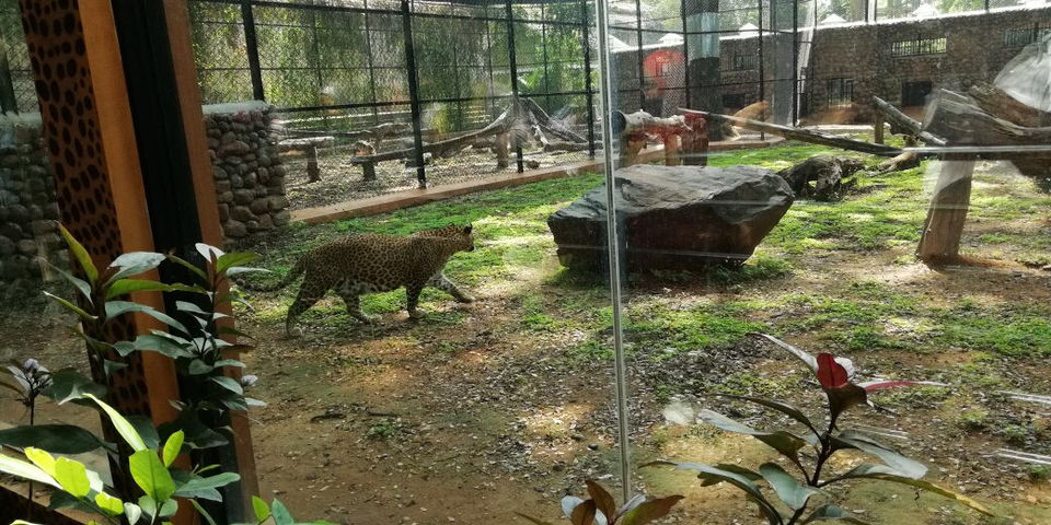 Photo of Jungle In The City Of Mysore by Shiva Kumar Bashetti