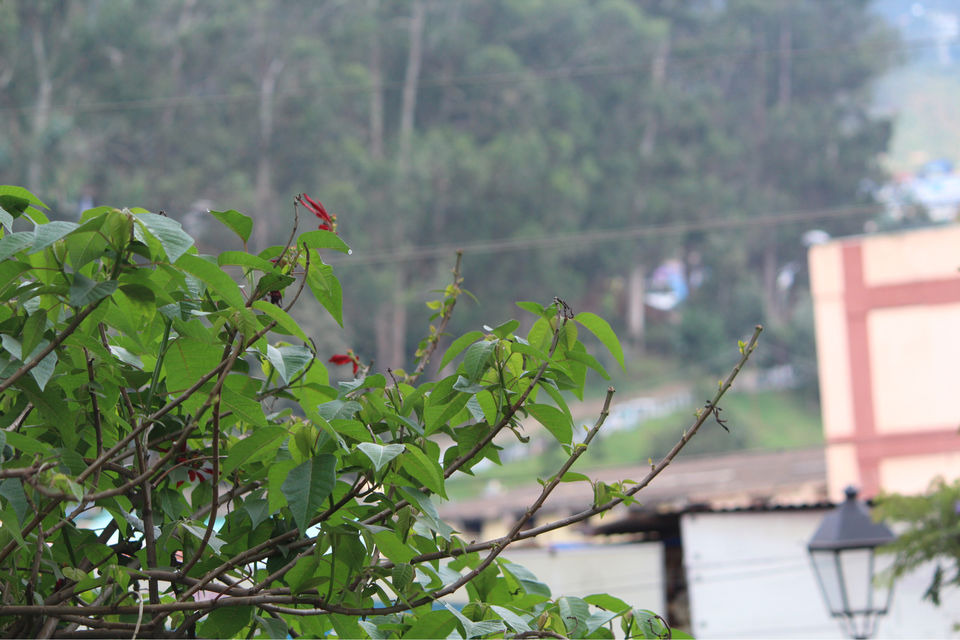 Photo of South India’s Travel Destination OOTY by Shiva Kumar Bashetti