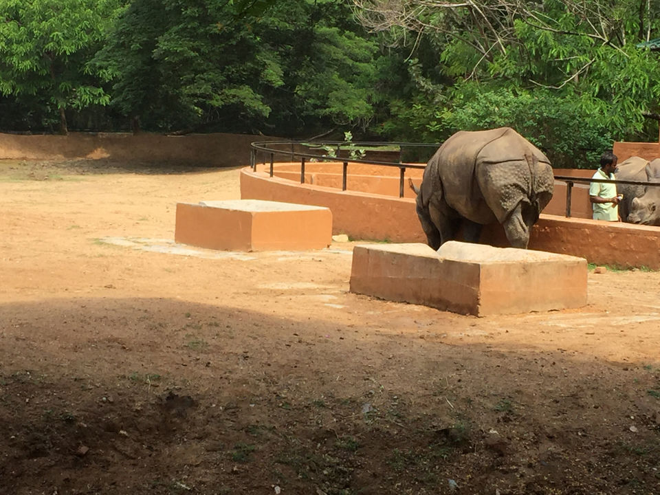Photo of Mysore Zoo, Indira Nagar, Ittige Gudu, Mysuru, Karnataka by Shiva Kumar Bashetti