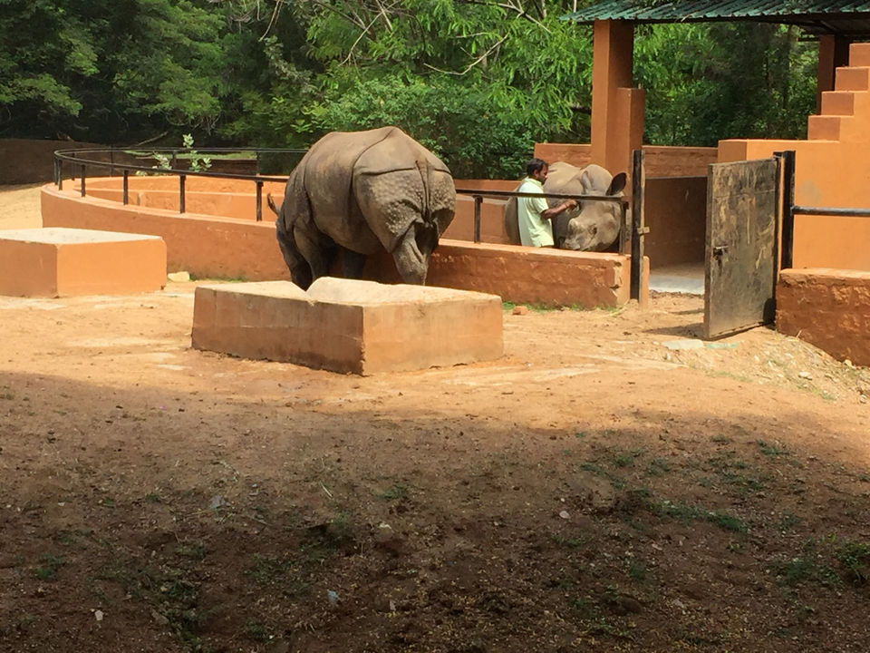 Photo of Mysore Zoo, Indira Nagar, Ittige Gudu, Mysuru, Karnataka by Shiva Kumar Bashetti