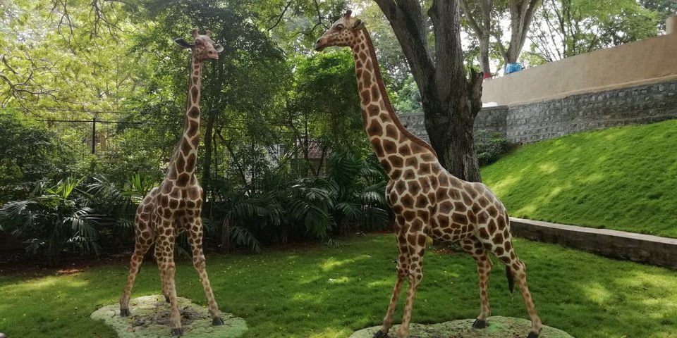 Photo of Mysore Zoo, Indira Nagar, Ittige Gudu, Mysuru, Karnataka by Shiva Kumar Bashetti