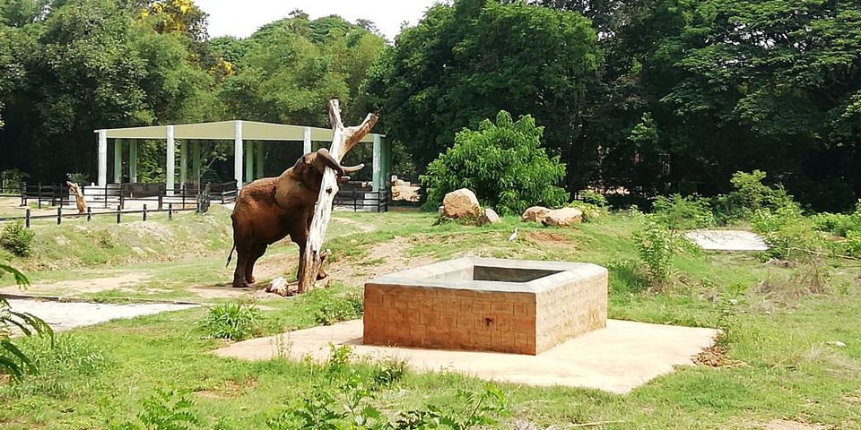 Photo of Mysore Zoo, Indira Nagar, Ittige Gudu, Mysuru, Karnataka by Shiva Kumar Bashetti