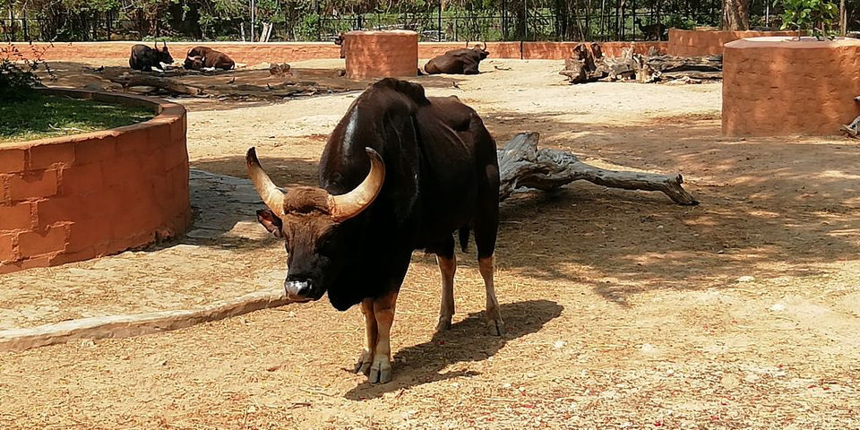 Photo of Mysore Zoo, Indira Nagar, Ittige Gudu, Mysuru, Karnataka by Shiva Kumar Bashetti