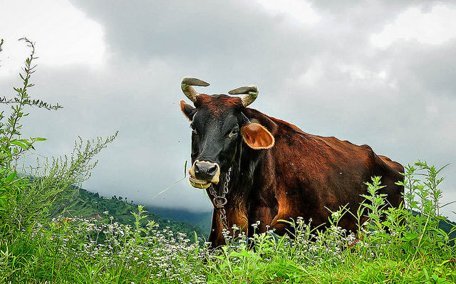 Photo of Hidden gems of Himachal chapter 1 : Karsog valley by Shiva Kumar Bashetti