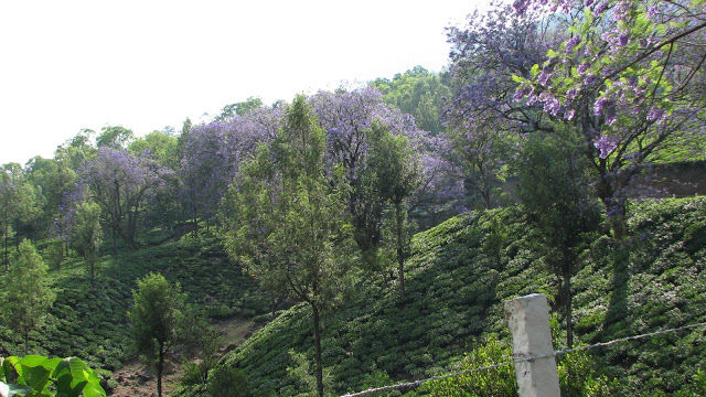 Photo of Munnar - Queen of hill station of south india... 4/10 by Shiva Kumar Bashetti