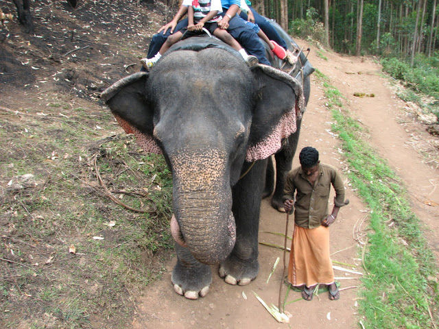 Photo of Munnar - Queen of hill station of south india... 9/10 by Shiva Kumar Bashetti