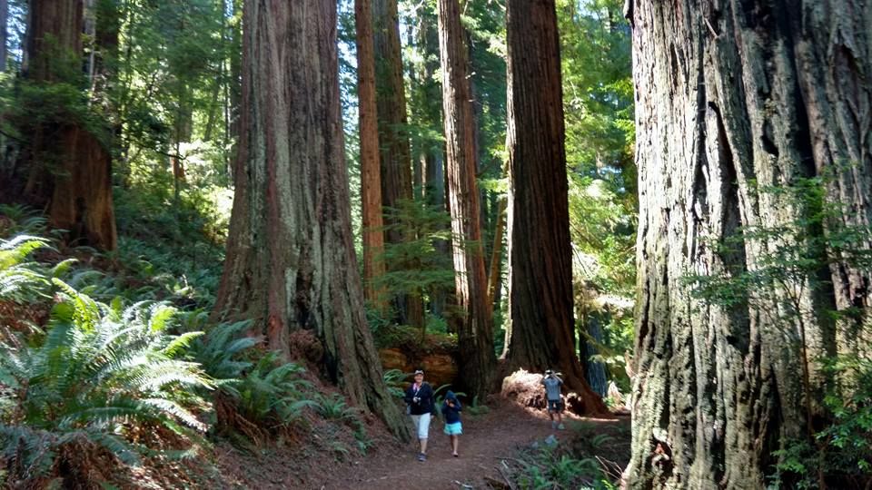 Photo of Redwood National Park - Kuechel Visitor Center by Kim Miller