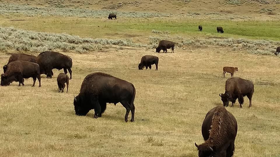 Photo of Yellowstone National Park, WY, United States by Kim Miller