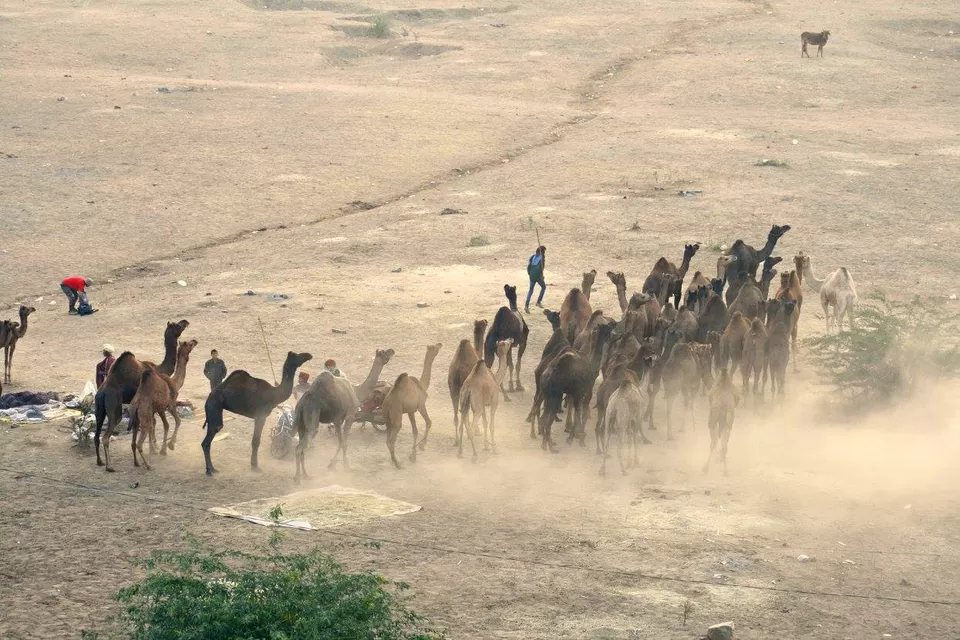 Photo of Pushkar, Rajasthan, India by Tushar Raghuvanshi