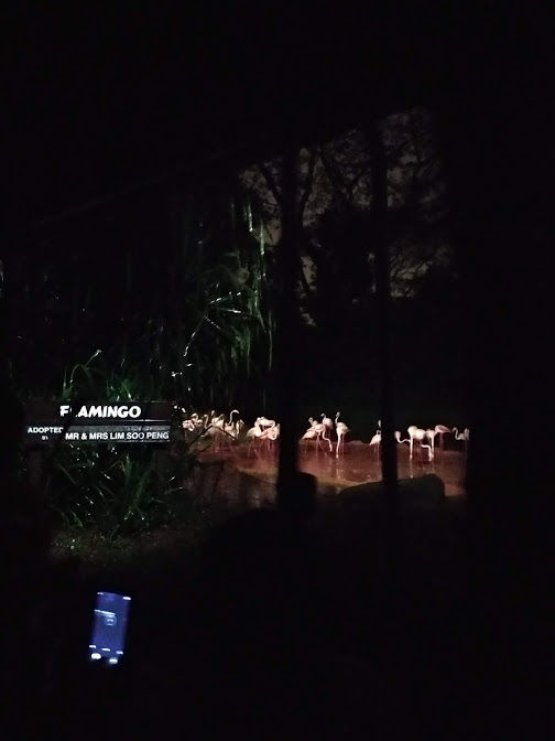 Photo of Mandai Lake Road, Night Safari, Singapore by Mslittleelf