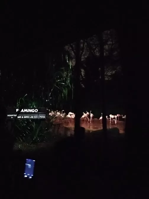Photo of Mandai Lake Road, Night Safari, Singapore by Mslittleelf
