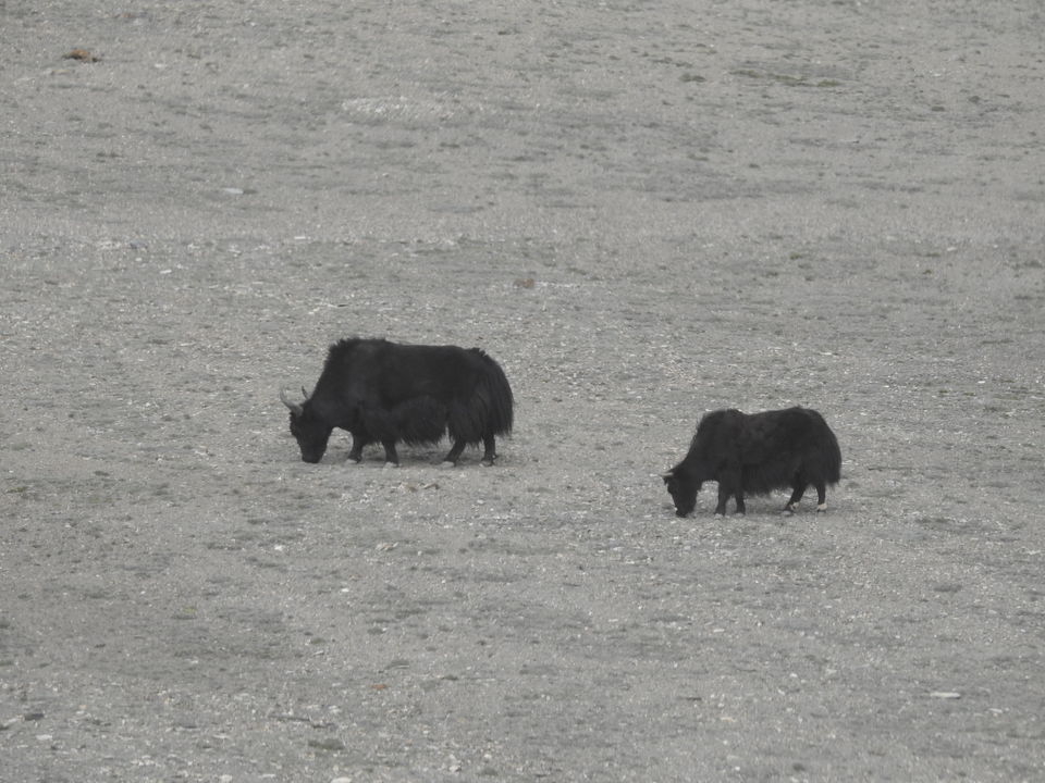 Photo of Ladakh Vacation, Leh by Soniya Kanchan