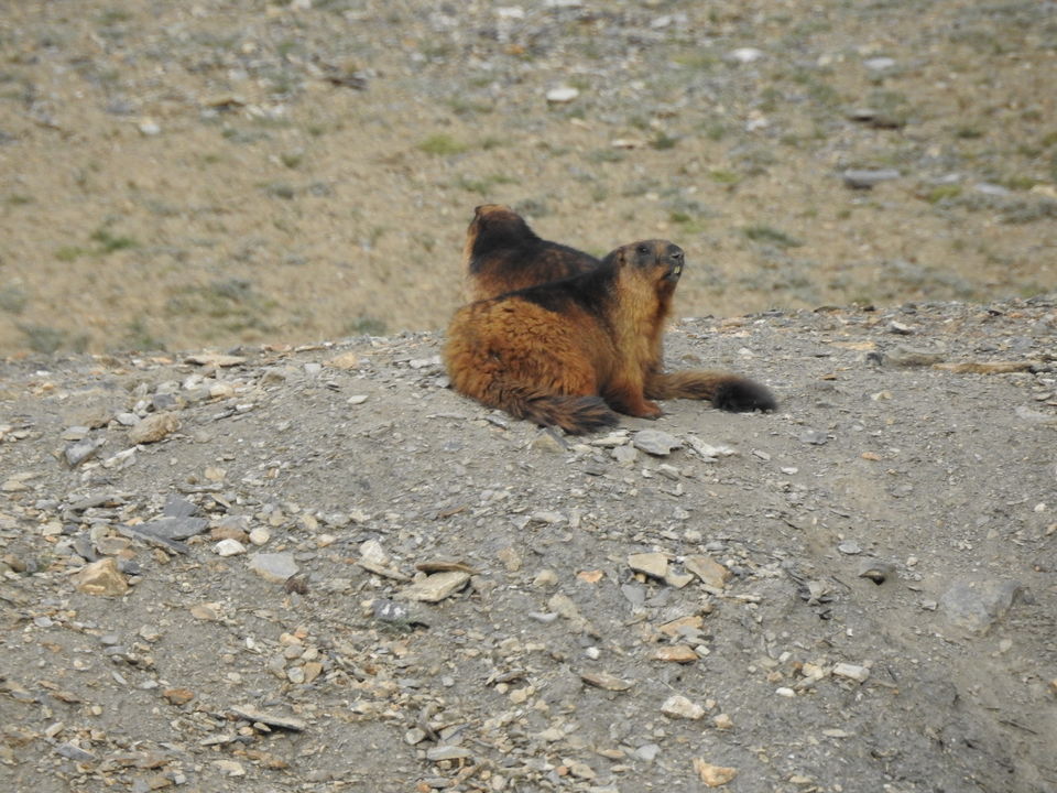 Photo of Ladakh Vacation, Leh by Soniya Kanchan