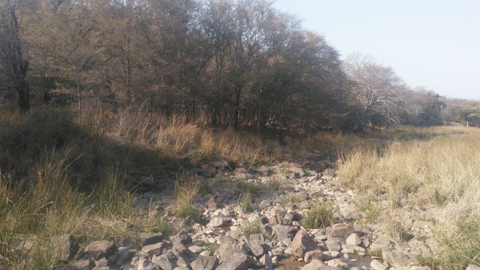 Photo of Adventures to find the Wildcat aka Tiger in Ranthambore, Rajasthan 2/16 by Soniya Kanchan