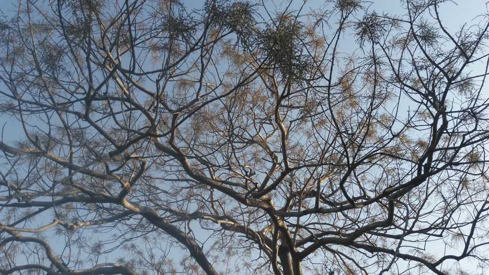 Photo of Adventures to find the Wildcat aka Tiger in Ranthambore, Rajasthan 3/16 by Soniya Kanchan