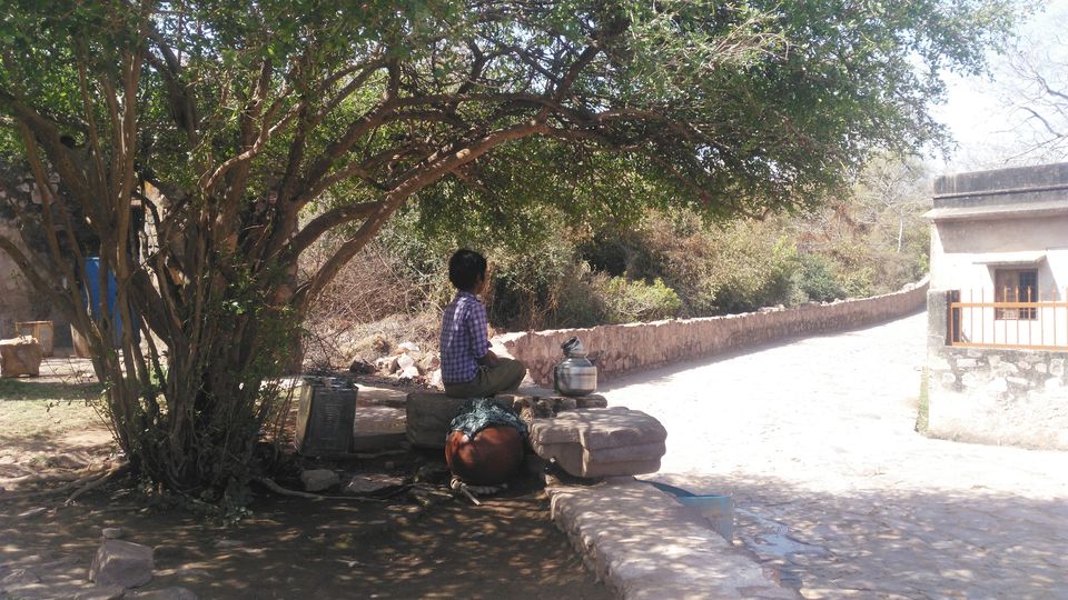 Photo of Adventures to find the Wildcat aka Tiger in Ranthambore, Rajasthan 6/16 by Soniya Kanchan
