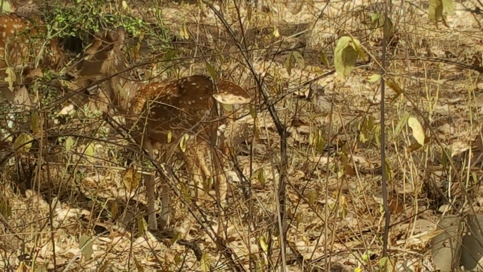 Photo of Adventures to find the Wildcat aka Tiger in Ranthambore, Rajasthan 13/16 by Soniya Kanchan