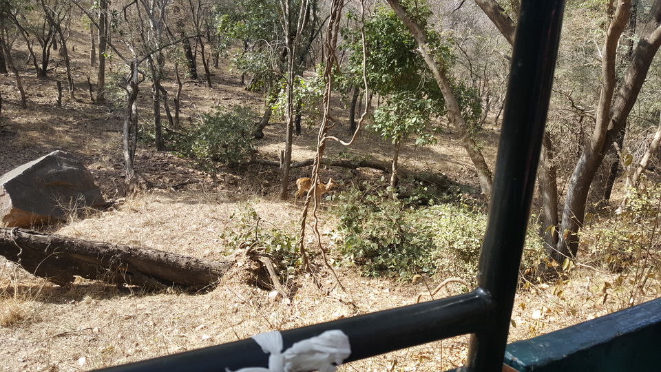 Photo of Adventures to find the Wildcat aka Tiger in Ranthambore, Rajasthan 12/16 by Soniya Kanchan