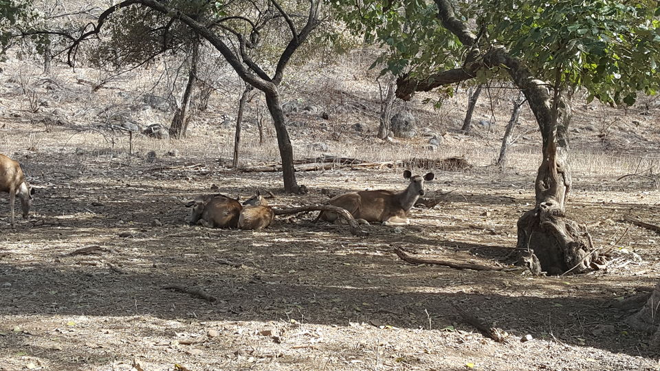 Photo of Adventures to find the Wildcat aka Tiger in Ranthambore, Rajasthan 14/16 by Soniya Kanchan