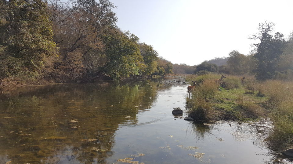 Photo of Adventures to find the Wildcat aka Tiger in Ranthambore, Rajasthan by Soniya Kanchan