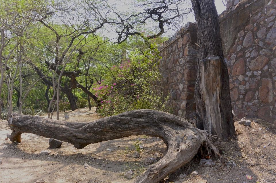 Photo of Bhuli Bhatiyari Ka Mahal, Central Ridge Reserve Forest, New Delhi, Delhi, India by Anita Singh