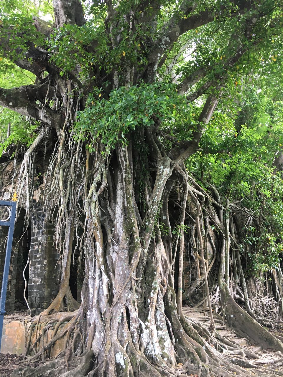 Photo of Discover Andaman Islands 6/56 by Revan Puranik