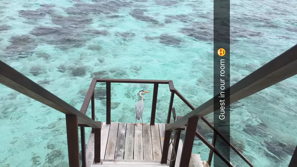Photo of Maldives by Manvi Deshwal