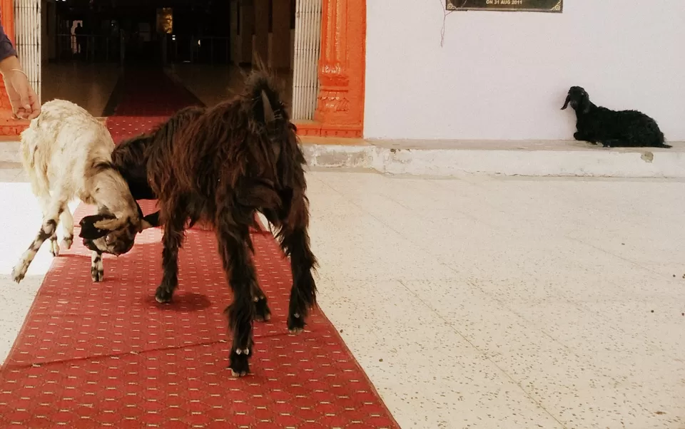 Photo of Tanot Mata Mandir, Tanot, Rajasthan, India by Harleen Sandhu