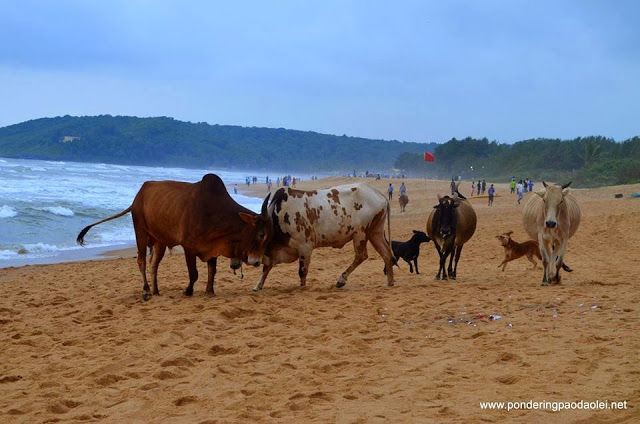 Photo of A Journey across India: Goa 24/24 by Paodaolei
