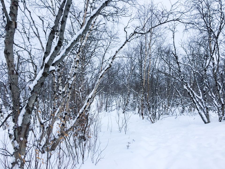 Photo of Abisko National Park, Sweden by Ananya Ghosh