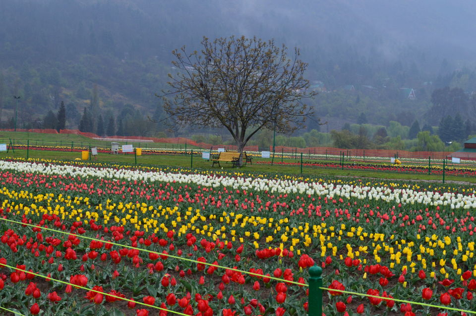 Photo of Kashmir: Re-lived the good old times! 2/3 by Shilpa Negi