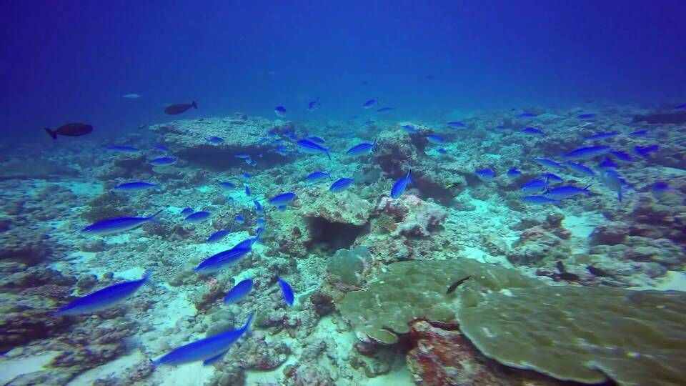 Photo of Lakshadweep: ALL Quite on India’s Secret Islands by Irfan Hasham