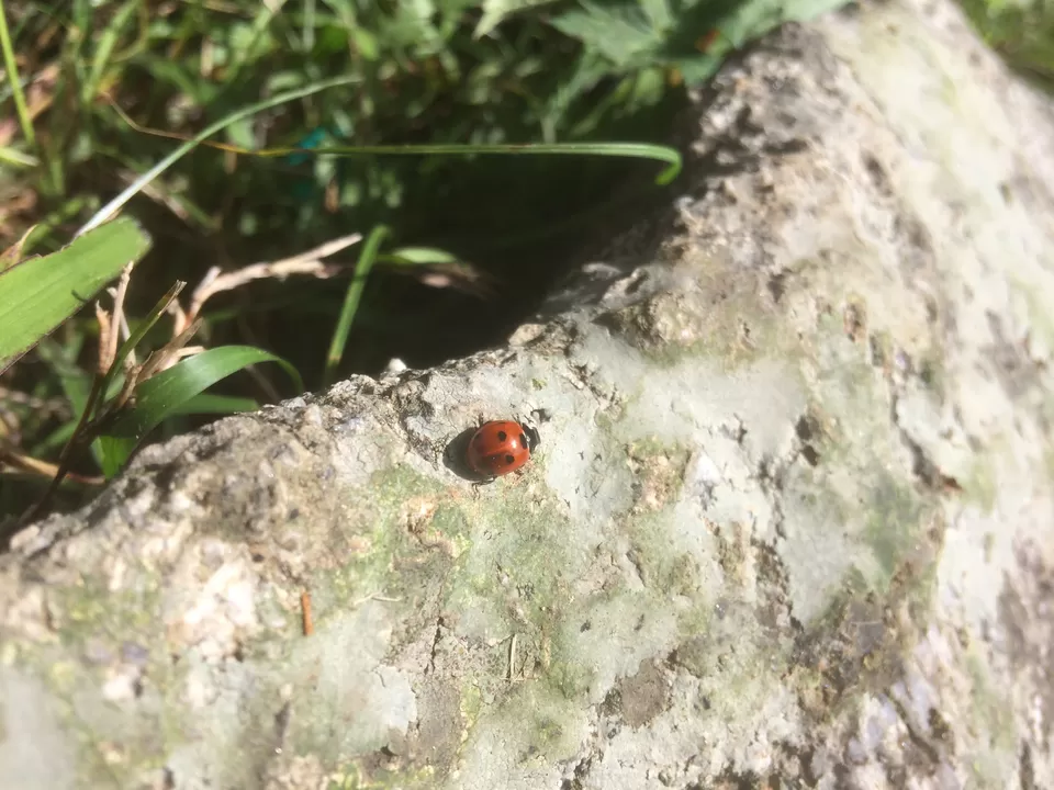Photo of Triund Hill Trail from Bhagsunag Waterfall, Dharamshala, Himachal Pradesh 176219, India by Shübhãm Srivastava