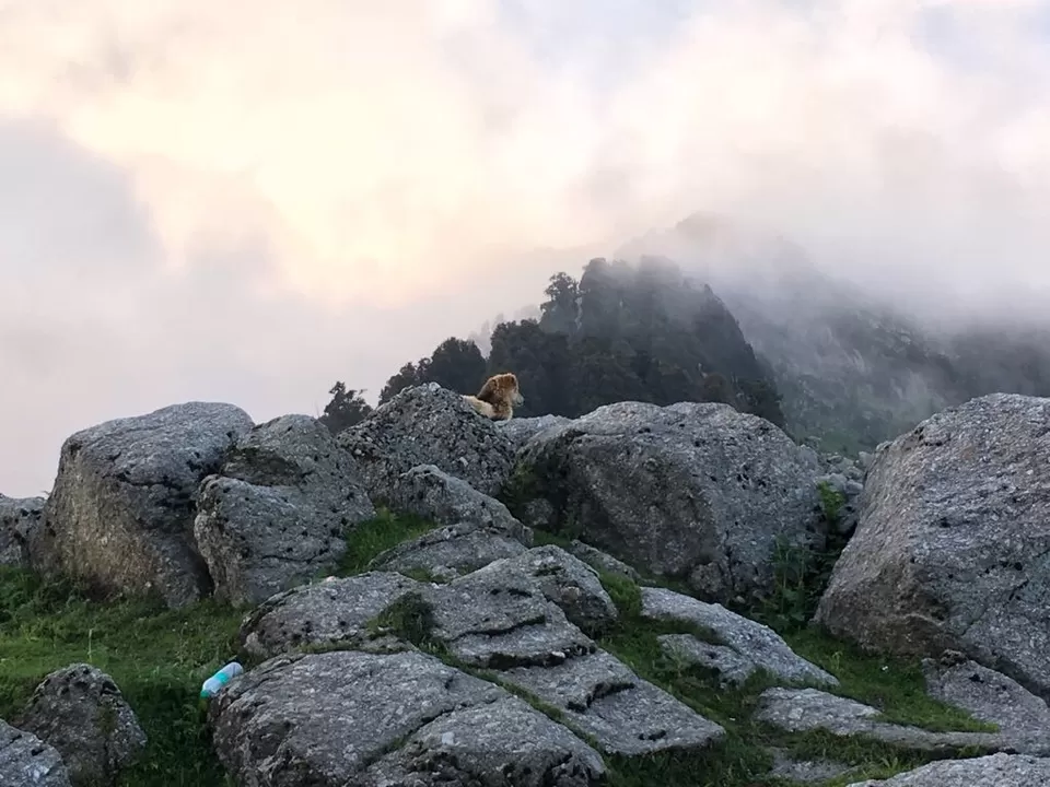 Photo of Khara Danda Marg, McLeod Ganj, Himachal Pradesh 176219, India by Shübhãm Srivastava