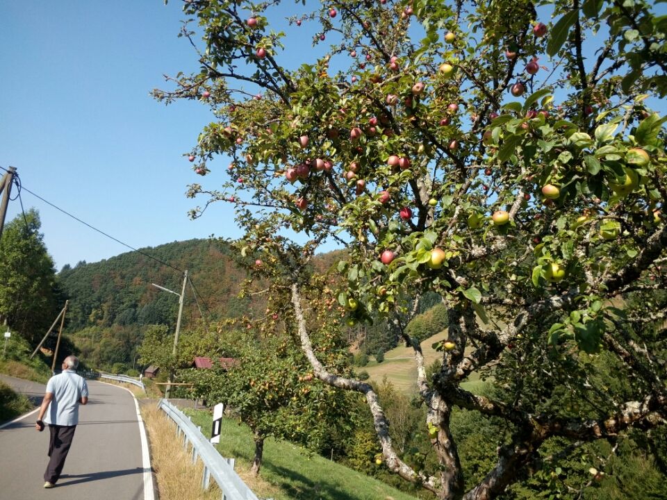 Photo of Bad Antogast (Black Forest) - One Place You Have To Be In Germany by akhileshparmanu