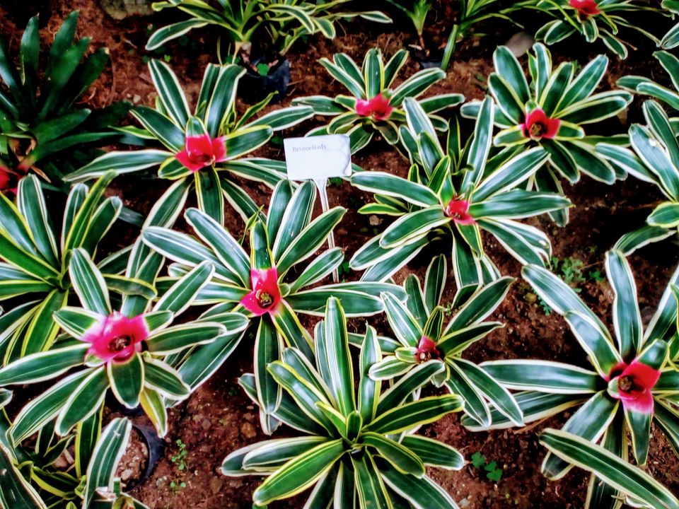 Photo of Flower Exhibition Centre - Ridge Park., Arithang, Gangtok, Sikkim, India by Sneha Roy